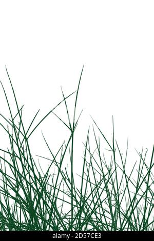 Green plant branches and twigs on white background. Stock Photo
