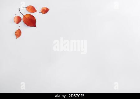 Apple tree leaves are yellow and red on a white background  Stock Photo