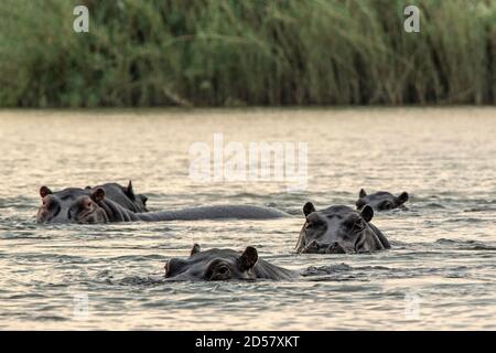 A pod of hippos with eyes and ears showing above the water. Stock Photo