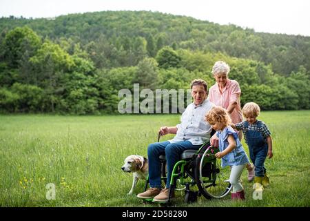 Small children with senior grandparents and dog on a walk on meadow in nature. Stock Photo
