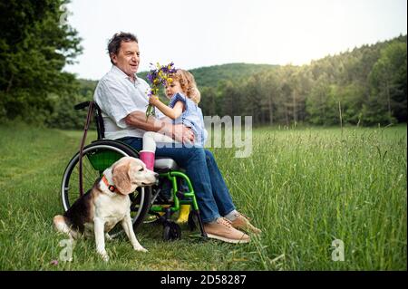 Small girl with senior grandfather in wheelchair and dog on a walk on meadow in nature. Stock Photo