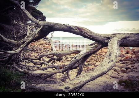 Fallen tree on a rocky beach with the ocean at Point Vernon at Hervey ...