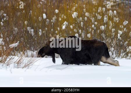 Moose (Alces alces) walking in forest and deep snow, Lamar valley, Yellowstone National Park, Wyoming, USA. Stock Photo