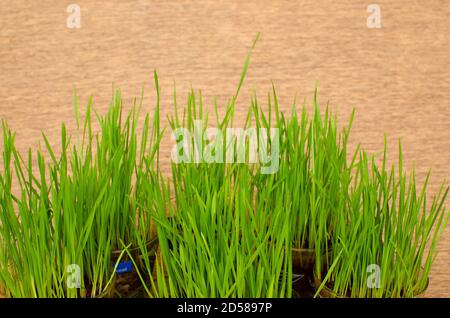 Wheat Grass or Gavankur. Triticum aestivum plant a super potent health food. Usually consumed as a fresh juice. Indoor studio shot. Stock Photo
