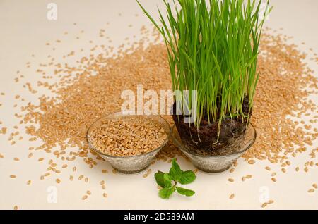 Wheat Grass , Triticum aestivum plant a super potent health food. Usually consumed as a fresh juice. Wheat Bowl and wheat Background and Mint Leaves i Stock Photo