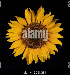 Razorsharp image of an isolated sunflower shot on a black background Stock Photo