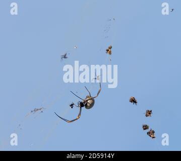 A female orb weaving spider in Tamborine Mountain, Queensland Australia, making huge web to trap insects. Mid-air contruction with blue sky. Stock Photo