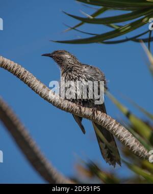 Little wattlebird (Anthochaera lunulata) is an Australian native bird in a private garden in SE Queensland. A young bird fluffing its feathers. Stock Photo