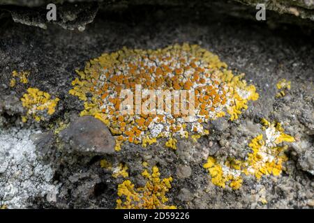 Common Orange lichen or Xanthoria parietina, growing in a stone wall. Stock Photo
