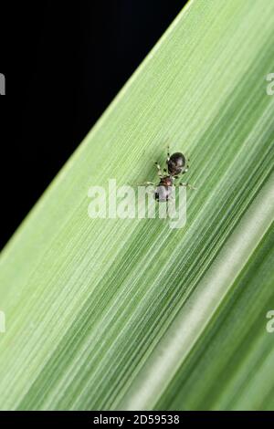 Ant mimic spider, Myrmarachne formica, Satara, Maharashtra, India Stock Photo