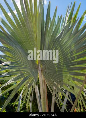 Close up of a leaf of the Bismarckia Nobilis - Bismarckia Palm - Blue palm Stock Photo