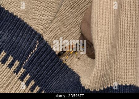 Mud Daubler Wasp, Sceliphron caementarium, Satara, Maharashtra, India Stock Photo