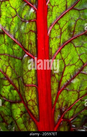 A close-up of the leaf of the Beta Vulgaris, better known as the Beetroot Plant. Stock Photo