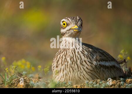 Eurasian stone curlew, Burhinus oedicnemus, in natural habitat. Stock Photo