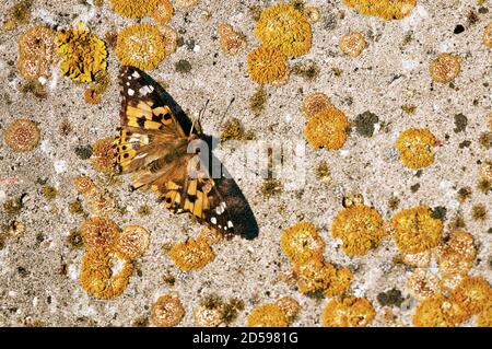 Gold background texture. Element of design Stock Photo