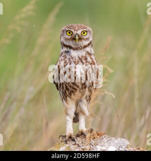 The Little Owl Athene noctua, stands on a rock. Portrait.