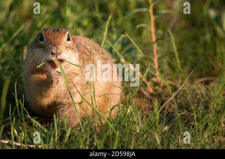 Funny ground squirrel (Spermophilus pygmaeus)on the ground with a leaf in his mouth and looking at the camera. Stock Photo