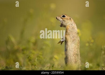 Ground squirrel standing waist-deep in the grass on a beautiful background and shouts. Stock Photo