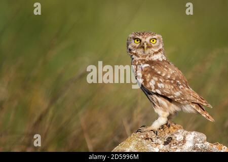 The Little Owl Athene noctua, stands on a rock. Portrait in a beautiful light. Stock Photo