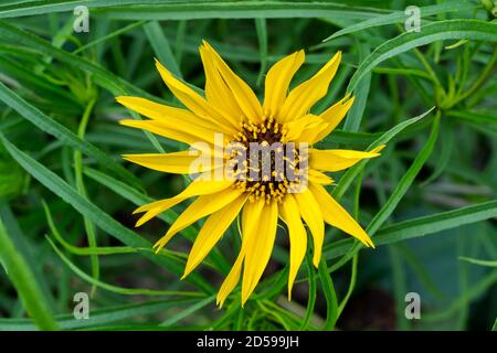 The Maximilian sunflower ot Helianthus maximiliani, named after Prince Maximilian of Wied-Neuwied. This plant was growing as a decorative plant. Stock Photo