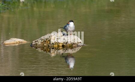 Common tern sterna hirundo, sitting on a rock in the lake. Stock Photo