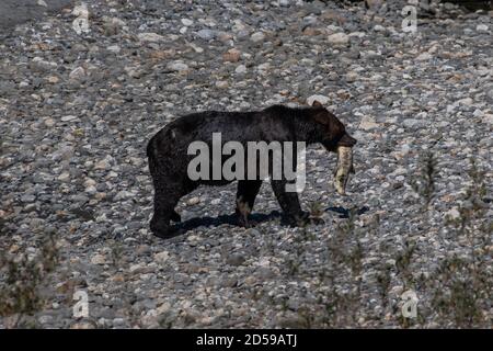 Grizzly bear walking along riverbank with a freshly caught salmon, Toba Inlet, British Columbia, Canada Stock Photo