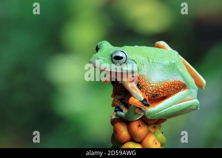 Javan tree frog sitting on a plant, Indonesia Stock Photo