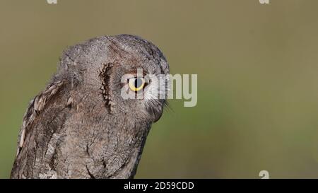 European Scops Owl, Otus scops close up portrait. Stock Photo