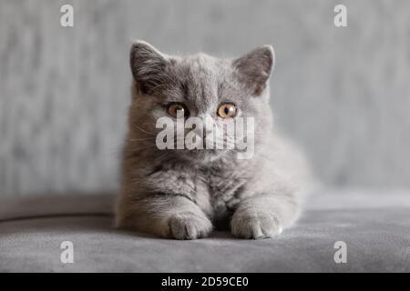 Portrait of a British Shorthair blue kitten lying on carpet Stock Photo