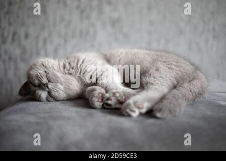 Portrait of a British Shorthair blue kitten lying on carpet Stock Photo
