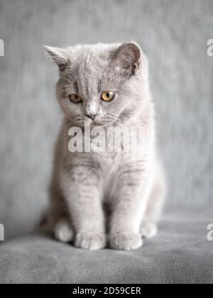 Portrait of a British Shorthair blue kitten sitting on carpet Stock Photo