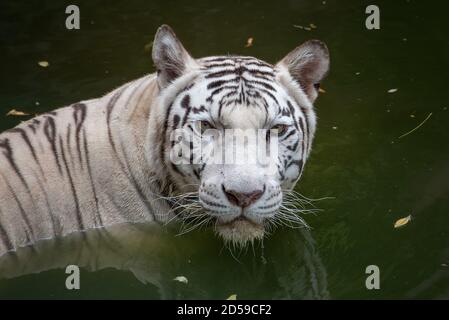 White Bengal tiger standing in a river, Indonesia Stock Photo