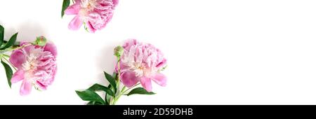 Banner with peony flowers on a white background. Floral composition with copy space. Stock Photo