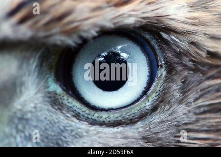 Premium Photo  Male northern harrier39s eye macro shot of an eagle eye