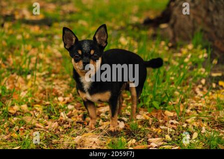 Pet dog Chihuahua walks on the street. Chihuahua dog for a walk. Chihuahua black, brown and white. Cute puppy Stock Photo