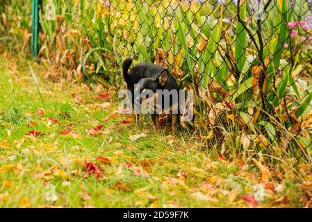 Pet dog Chihuahua walks on the street. Chihuahua dog for a walk. Chihuahua black, brown and white. Cute puppy Stock Photo