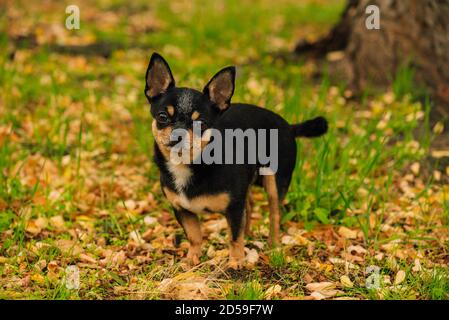Pet dog Chihuahua walks on the street. Chihuahua dog for a walk. Chihuahua black, brown and white. Cute puppy Stock Photo