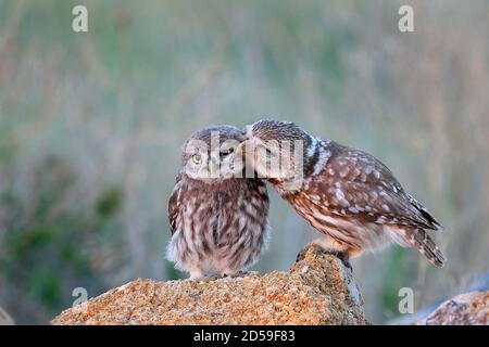 The little owl (Athene noctua) with his chick standing on a stone. Stock Photo