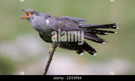 The bird is Common cuckoo Cuculus canorus, sitting on a tree branch. Stock Photo