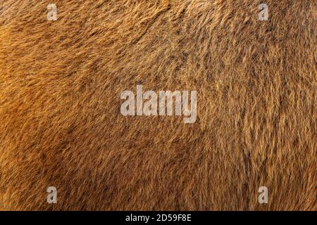 A brown background with a hairy texture. Camel hair Stock Photo