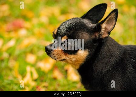 Pet dog Chihuahua walks on the street. Chihuahua dog for a walk. Chihuahua black, brown and white. Cute puppy Stock Photo