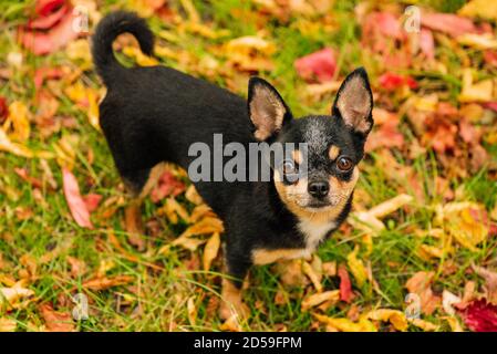 Pet dog Chihuahua walks on the street. Chihuahua dog for a walk. Chihuahua black, brown and white. Cute puppy Stock Photo