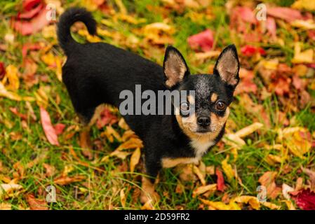 Pet dog Chihuahua walks on the street. Chihuahua dog for a walk. Chihuahua black, brown and white. Cute puppy Stock Photo