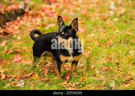 Pet dog Chihuahua walks on the street. Chihuahua dog for a walk. Chihuahua black, brown and white. Cute puppy Stock Photo