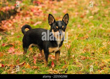 Pet dog Chihuahua walks on the street. Chihuahua dog for a walk. Chihuahua black, brown and white. Cute puppy Stock Photo