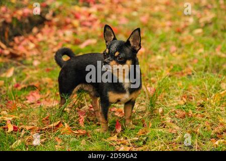 Pet dog Chihuahua walks on the street. Chihuahua dog for a walk. Chihuahua black, brown and white. Cute puppy Stock Photo