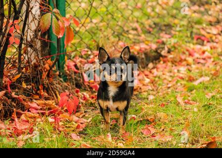 Pet dog Chihuahua walks on the street. Chihuahua dog for a walk. Chihuahua black, brown and white. Cute puppy Stock Photo