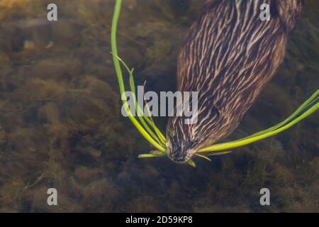 A muskrat swimming underwater with plants in his mouth. The water is hazy and the muskrat has plants in his mouth.Closeup view. Stock Photo