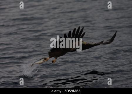 White tailed eagle (sea eagle) capturing a fish in flight Stock Photo