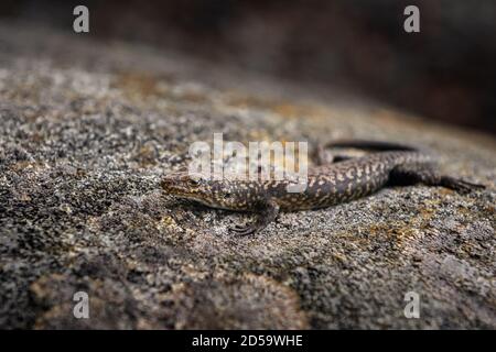 Well camouflaged Tasmanian Tree Skink basking on a rock. Stock Photo